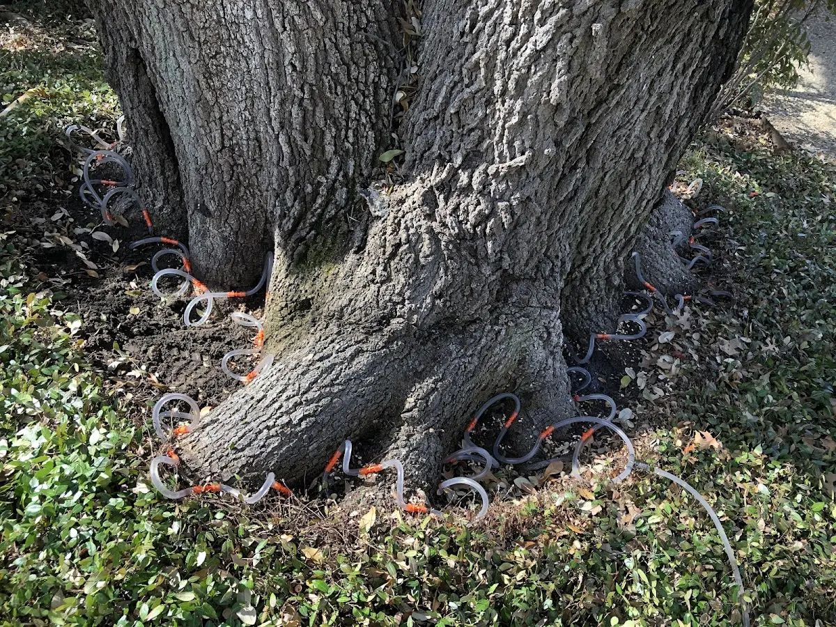 Detailed Tree Cabling and Bracing job site in Avon