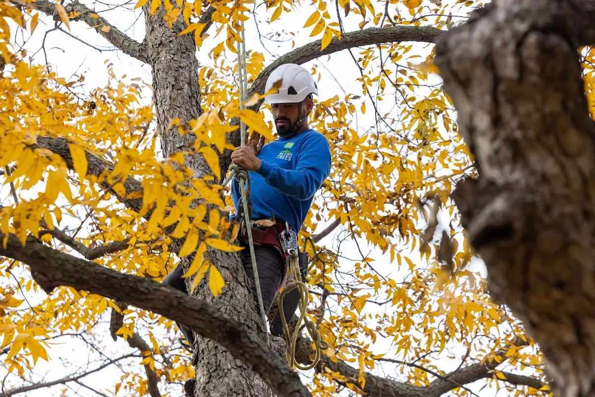 Skilled Tree Trimming crew working in Avon